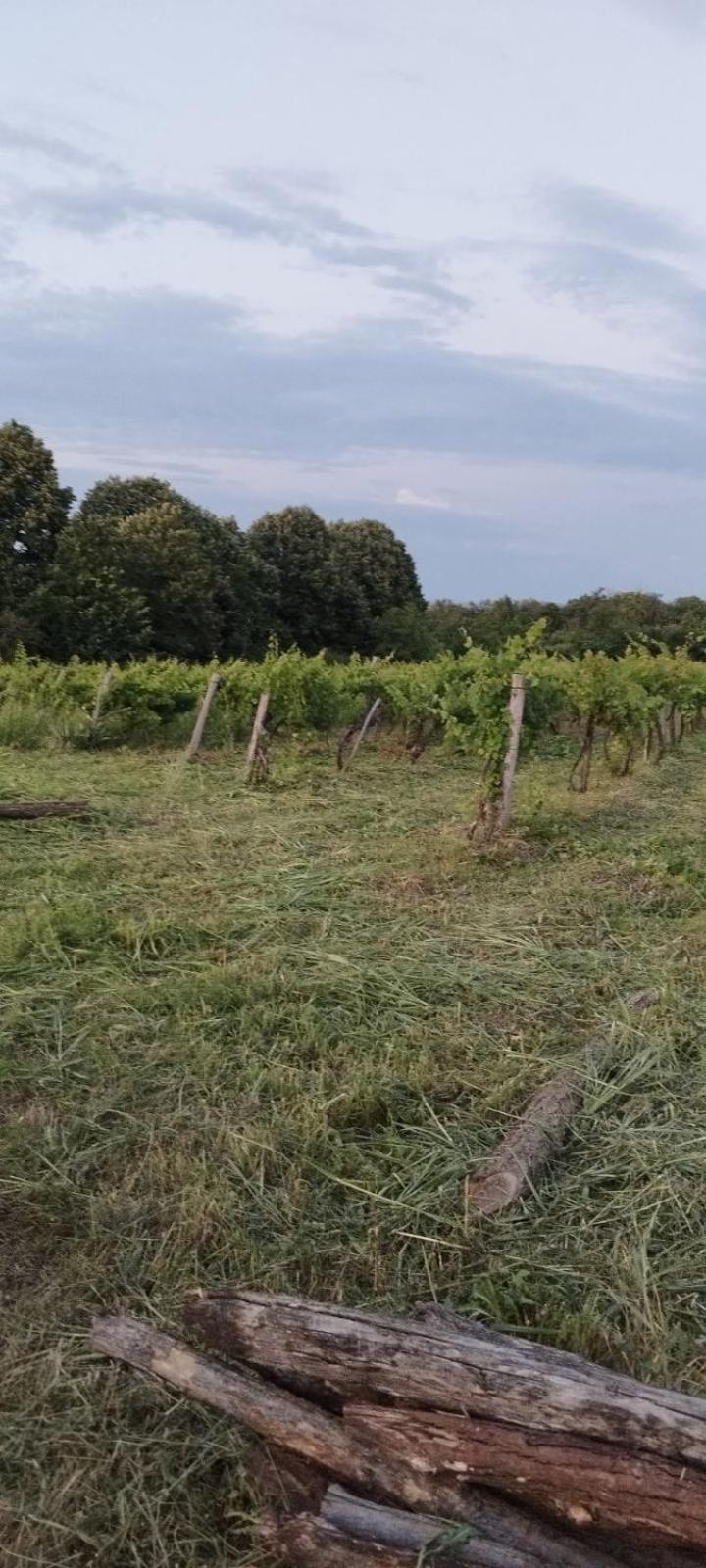 "Pivnica I Smestaj Jovanovic"- Rogljevacke Pivnice Rogljevo Exteriér fotografie